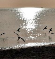 seagulls flying over the ocean at sunset