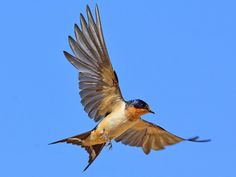 a bird flying through the air with its wings spread