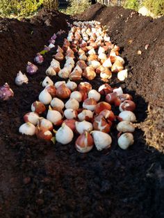 several bulbs of garlic are laying in the dirt and ready to be picked from the garden