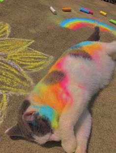 a cat laying on the ground with chalk crayons in it's mouth