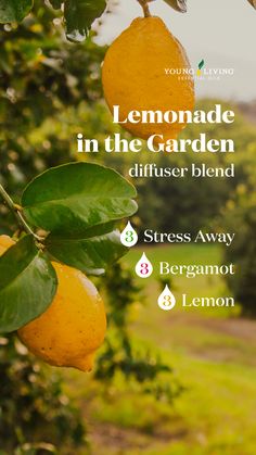 Essential Oils Health, Living Essentials, Oil Diffuser Recipes