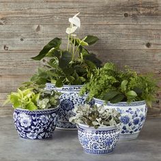 three blue and white flower pots with plants in them