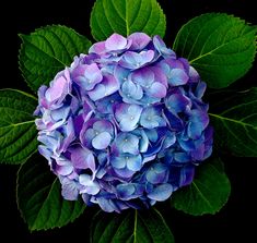 a blue and purple hydrangea flower with green leaves around it on a black background