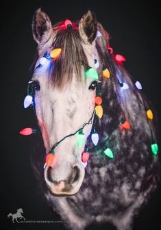 a horse with christmas lights on it's head