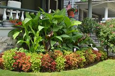 a house with lots of plants and flowers in the front yard