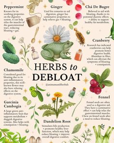 Folk Herbalism, Herbs Collection, Herbs For Women, Herb Healing, Medical Garden, Herb Magic, Medicinal Herb Garden, Herbal Wellness