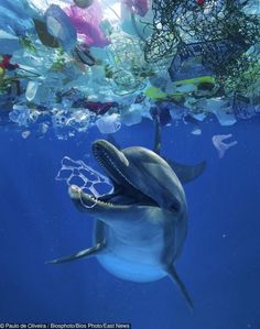 a dolphin swimming in the ocean surrounded by plastic bottles and trash floating on the water