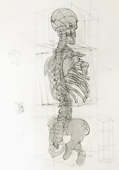 a drawing of a skeleton sitting in front of a mirror