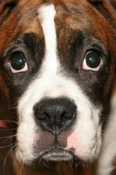 a brown and white dog looking at the camera