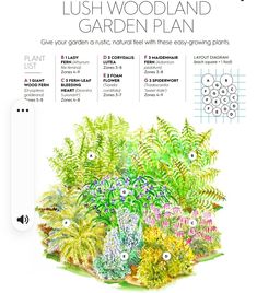 an illustrated garden plan with plants and instructions for each type of plant, including ferns