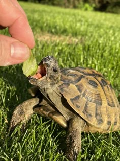 a person feeding a small turtle in the grass