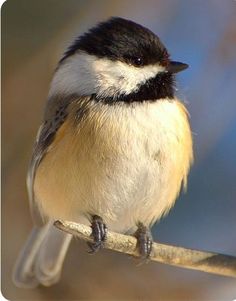 a black and white bird sitting on a branch with blurry trees in the background