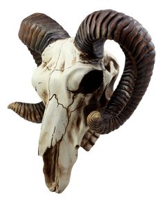 a ram's head with long horns and curled horns is shown against a white background