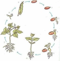 the life cycle of a plant is shown in this diagram, as well as its roots and leaves