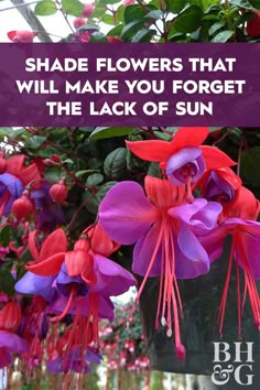 purple and red flowers with text overlay saying shade flowers that will make you forget the lack of sun