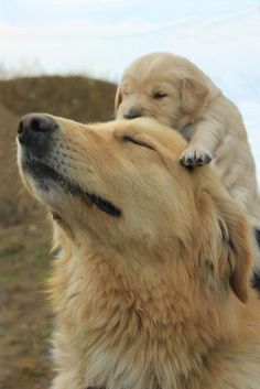 a dog that is sitting on top of another dog