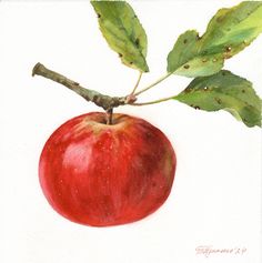 an apple with green leaves is shown in this watercolor painting by artmagert