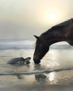 a horse and a turtle are on the beach