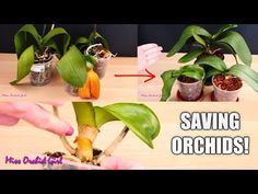 how to grow and care for orchids from seedless plants in pots with instructions