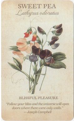 an old book with flowers on it and the words, sweet pea ladybird's calavaas