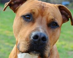 a brown and white pit bull dog looking at the camera with an intense look on his face