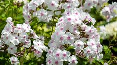 white and pink flowers are blooming in the garden