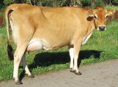 a brown cow standing on the side of a road next to a lush green field