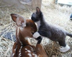 two baby deers are playing with each other