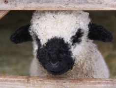 a black and white sheep looking over a wooden fence with the words apprisest & regram app above it