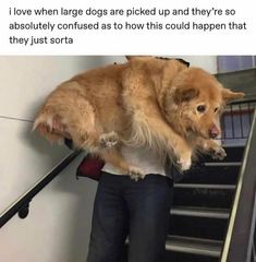 a dog is climbing the stairs with its owner