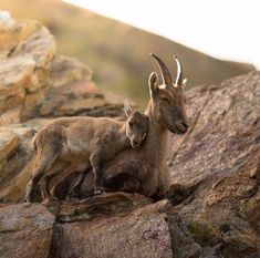 two mountain goats are sitting on some rocks