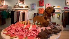 a brown dog standing on top of a table next to shoes and other items in a store