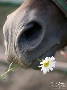 a close up of a horse's nose with a flower in it's mouth