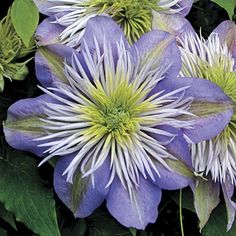 purple and white flowers with green leaves in the background