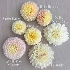 flowers are shown with the names of them in white, pink and light yellow colors