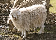 a group of sheep standing on top of a dirt field covered in grass and mud