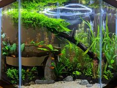 an aquarium filled with plants and rocks