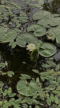 water lilies floating on top of a pond filled with lily pads and green leaves