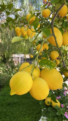 lemons hanging from a tree in a garden