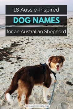 Australian Shepherd Puppy Names Fun Names, Cute Puppy Names, Aussie Dog