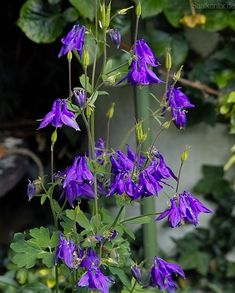 purple flowers are blooming in the garden