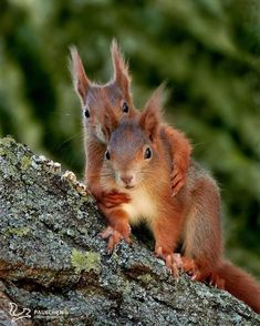 two red squirrels sitting on top of a rock