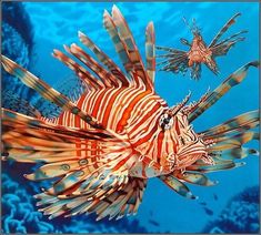 a painting of a lionfish swimming in the blue water with another fish behind it