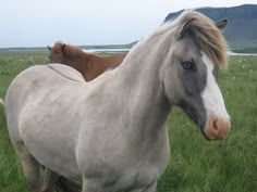 two horses are standing in the grass near each other