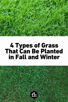 grass with the title four types of grass that can be planted in fall and winter