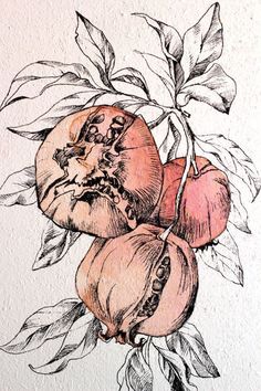 an ink drawing of some fruit hanging from a tree branch with leaves and flowers on it