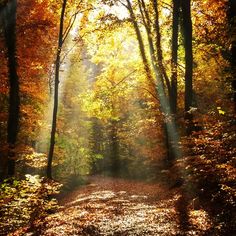 the sun shines through trees and leaves on a path in an autumnal forest