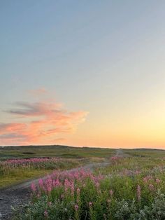 the sun is setting over an open field with wildflowers