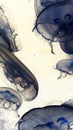 several jellyfish swimming in the water with blue and white ink on their bodys