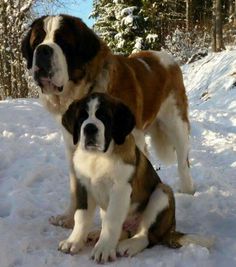 two dogs are standing in the snow together